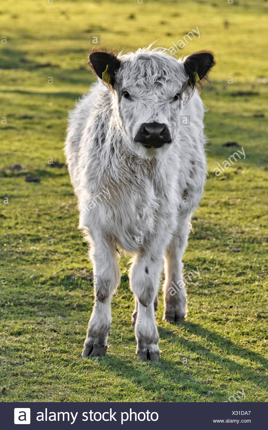 Galloway Kalb : Grausiger Fund In Teltow Flaming Galloway Kalb Zerfleischt War Es Ein Wolf Maz Markische Allgemeine - Galloway was sentenced to five years on each count, sentence suspended.