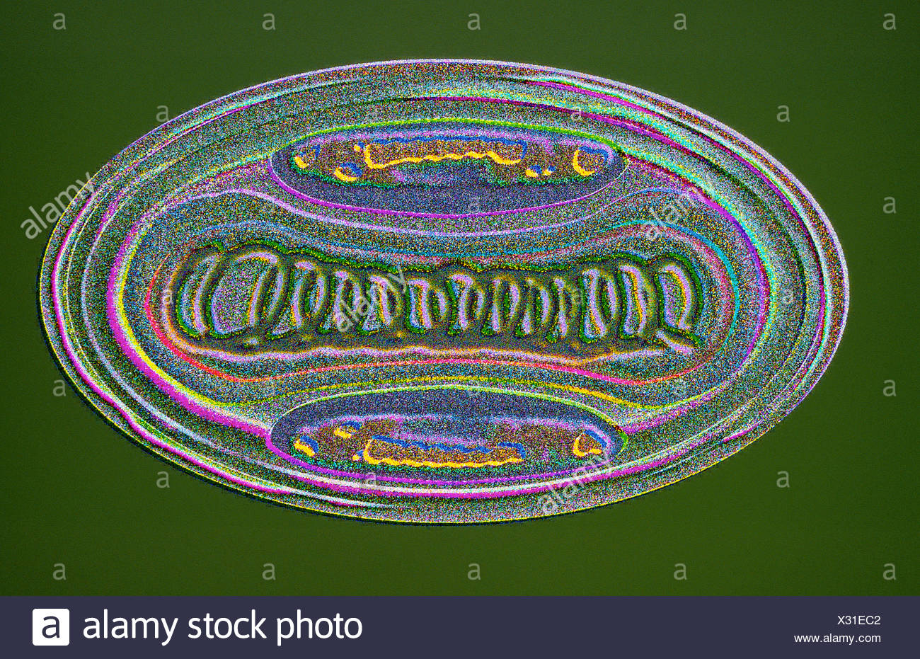 Pox Virus Stockfotos & Pox Virus Bilder Alamy