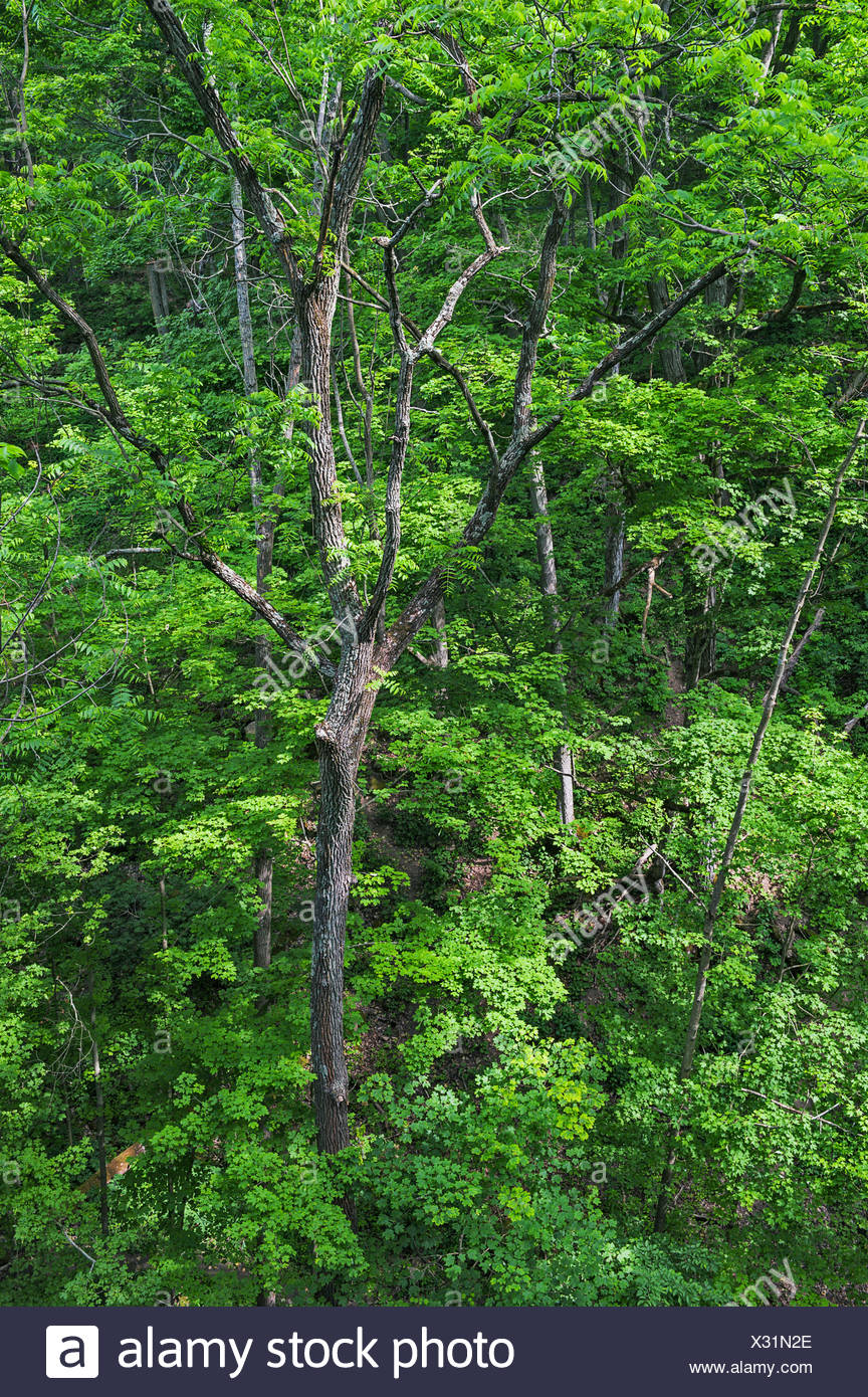 Schwarznuss Stockfotos und -bilder Kaufen - Alamy
