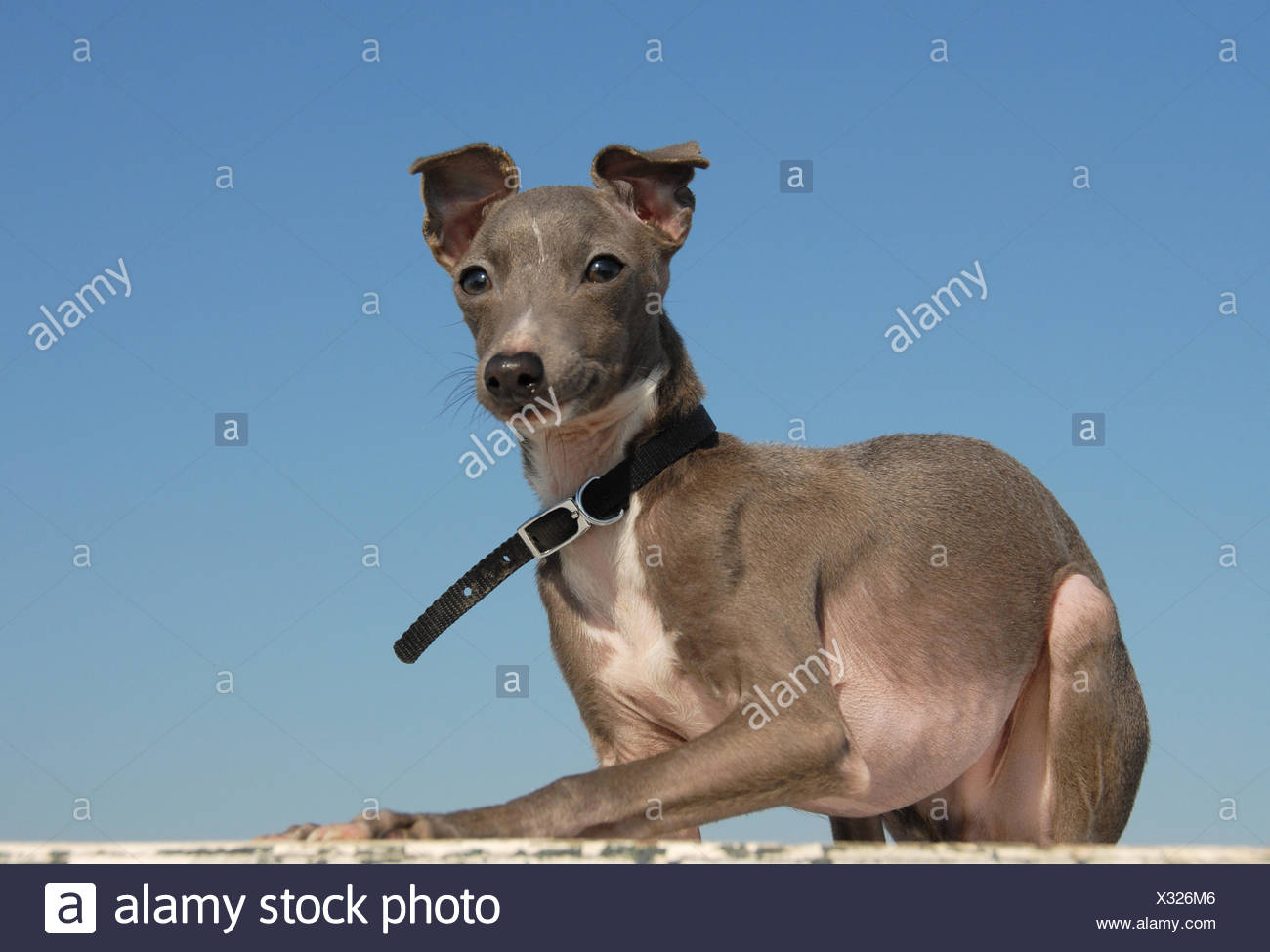 Italian Greyhound Miniature Dog Stockfotos Und Bilder Kaufen Alamy