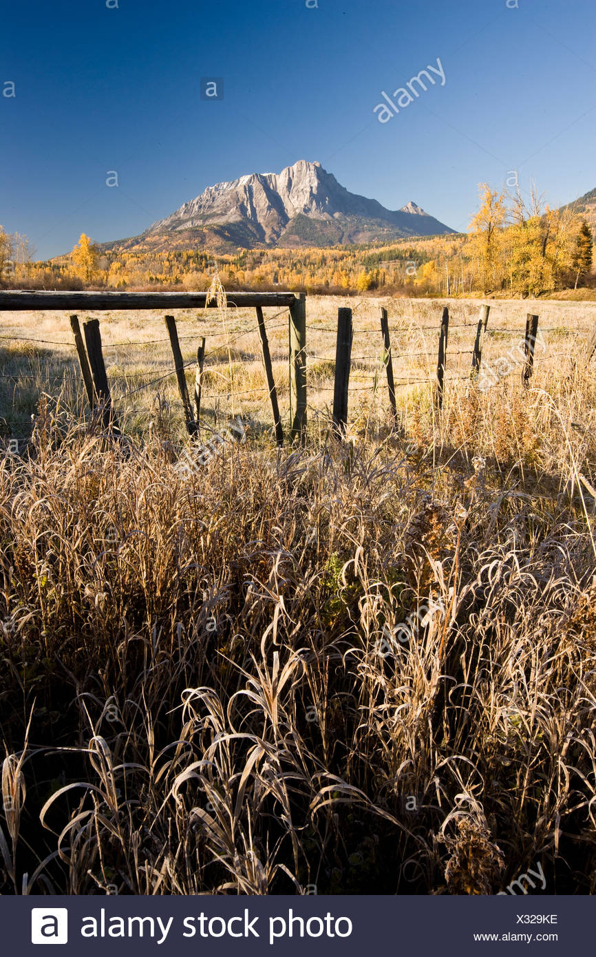 Feld und Mount Hosmer im Herbst in der Nähe von Fernie, BC, Kanada. Stockfoto