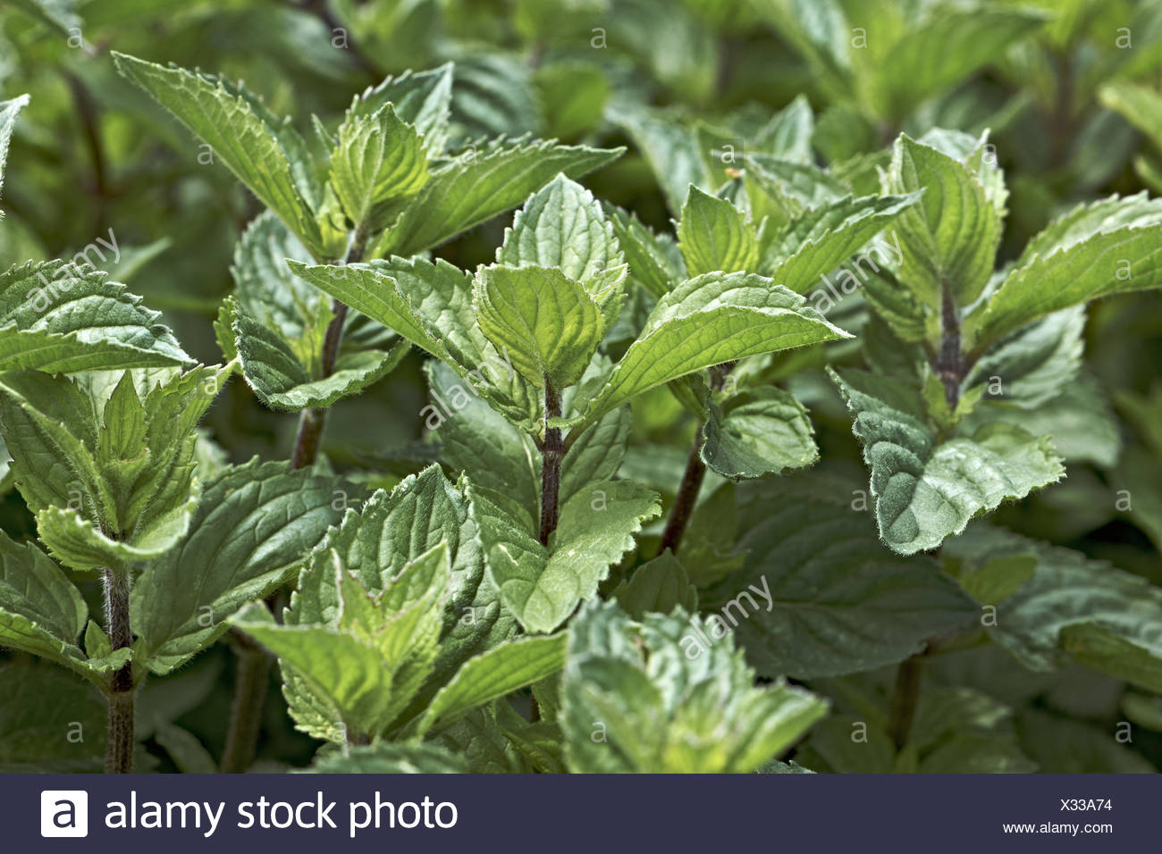 Pfefferminze Mittlere Nahaufnahme Lippenblutler Garten