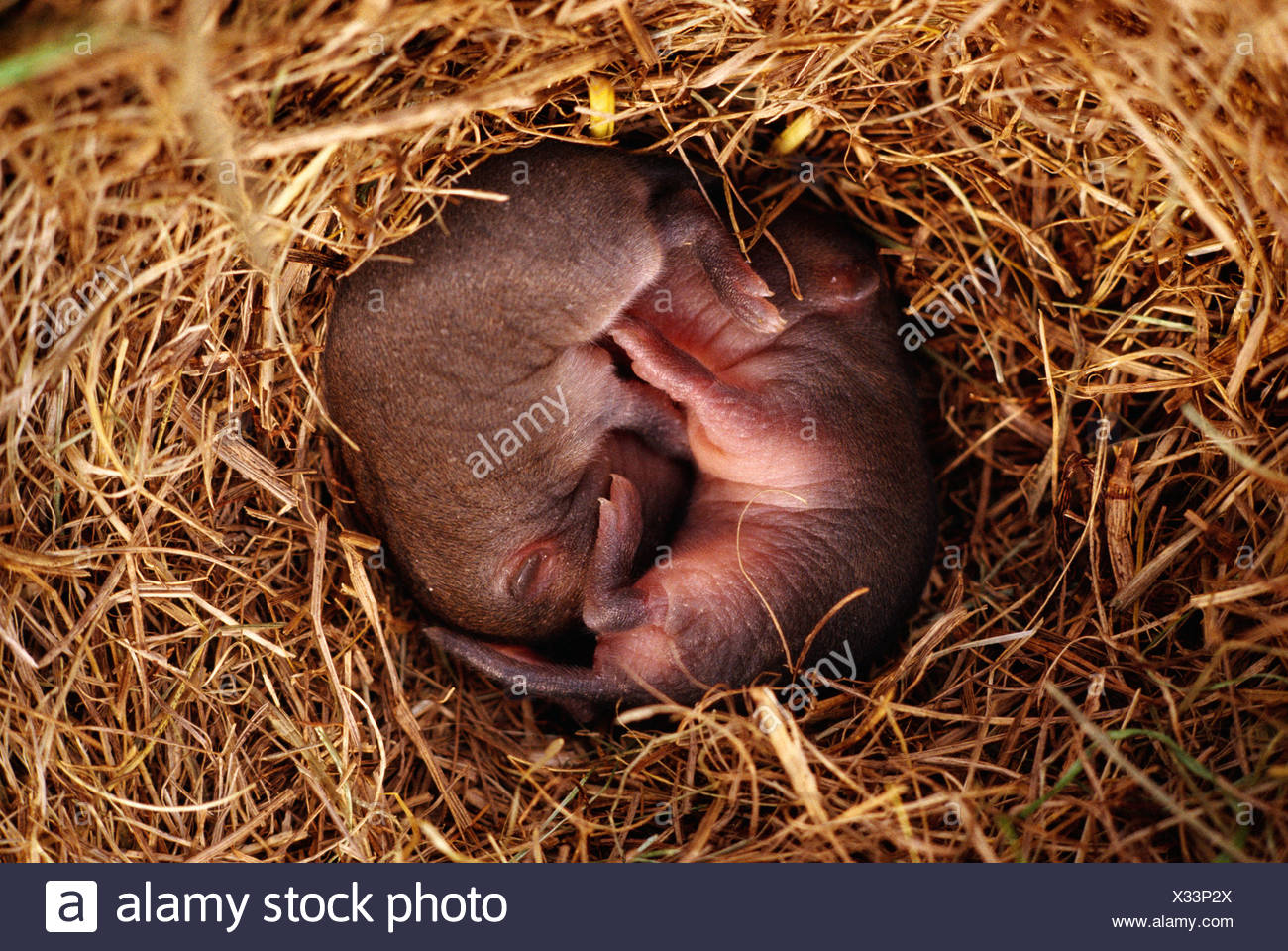 Nahaufnahme Von Baby Feldmause Im Nest Stockfotografie Alamy