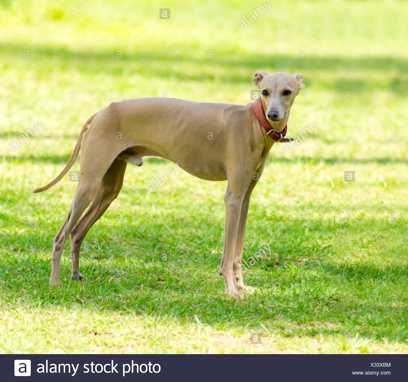 Italian Greyhound Miniature Dog Stockfotos Und Bilder Kaufen Alamy
