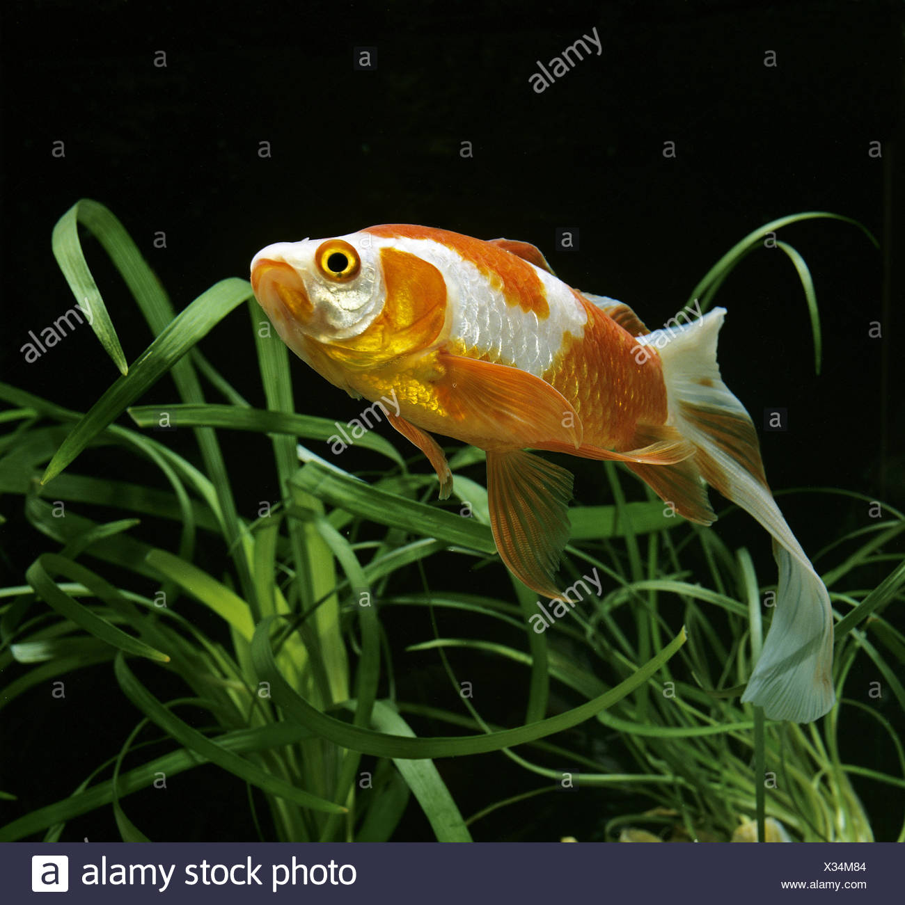 Schleierschwanz Goldfisch Carassius Auratus Stockfotografie Alamy