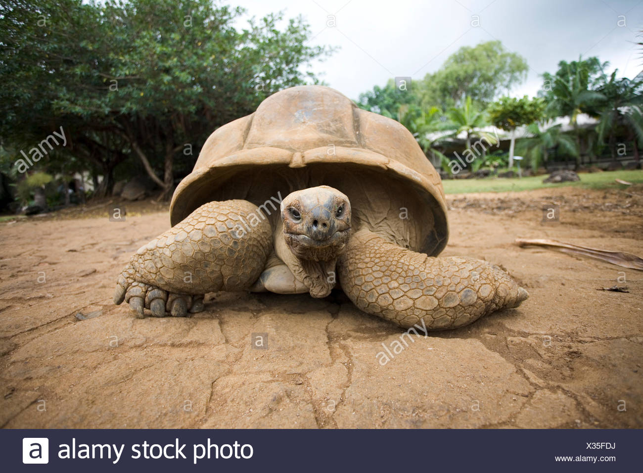 Gefahrliche Tiere Auf Mauritius