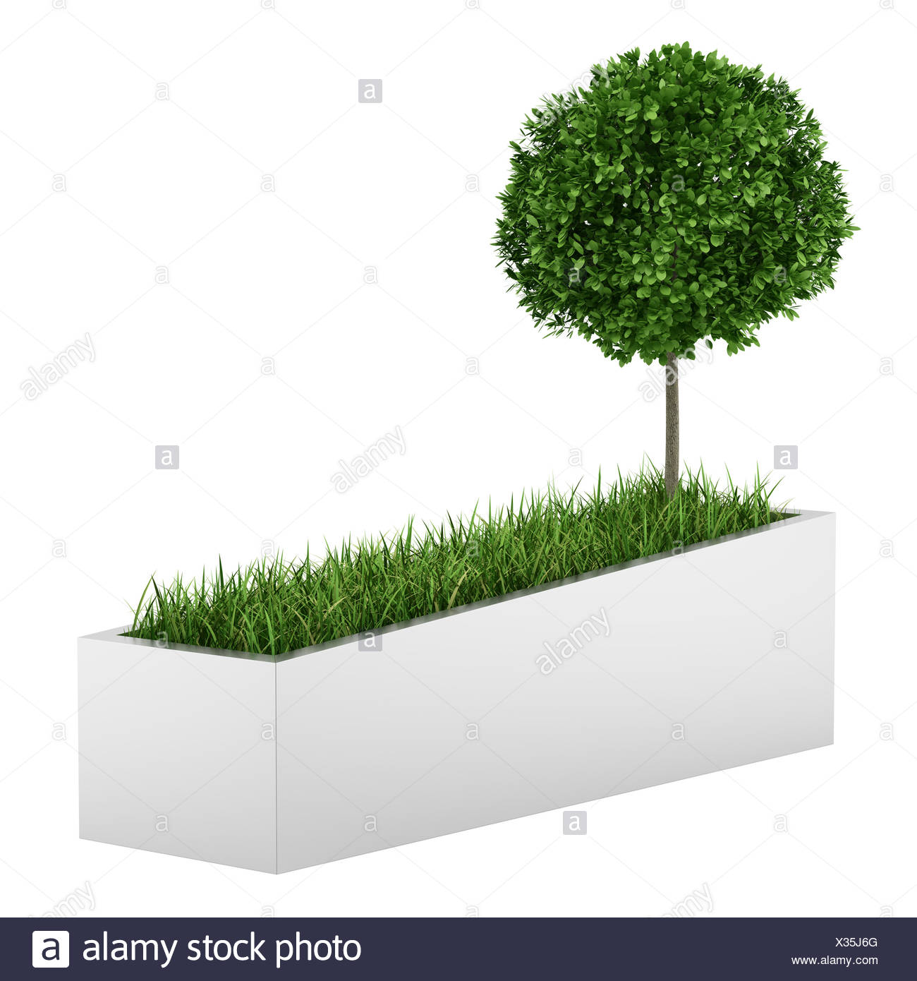 Baum Und Rasen In Beton Pflanzgefass Isoliert Auf Weissem Hintergrund Stockfotografie Alamy
