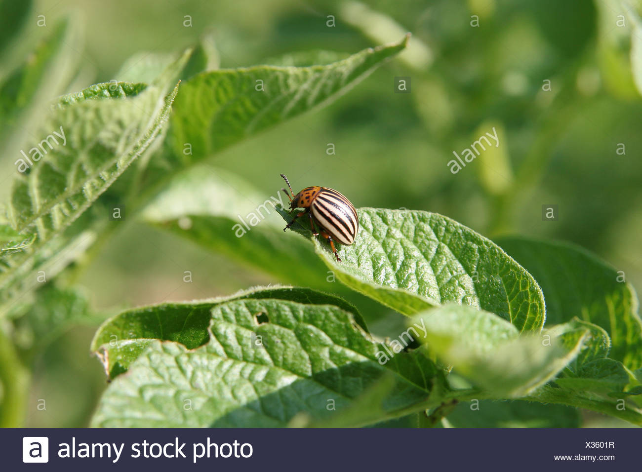 Garten Tier Insekten Landwirtschaft Landwirtschaft Feld Kafer
