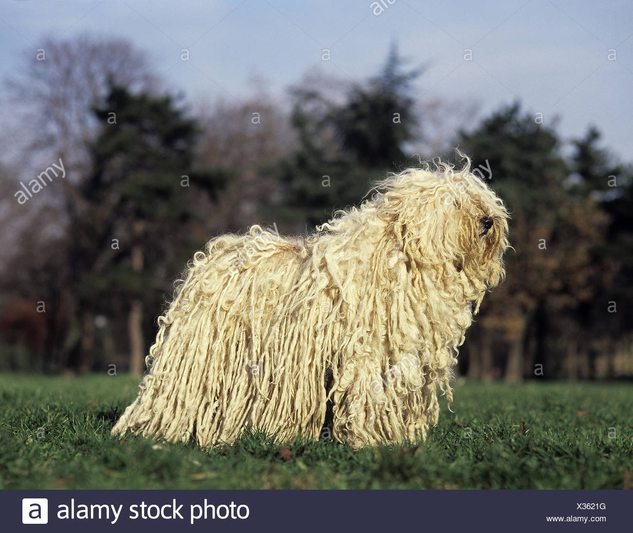 puli hund kaufen