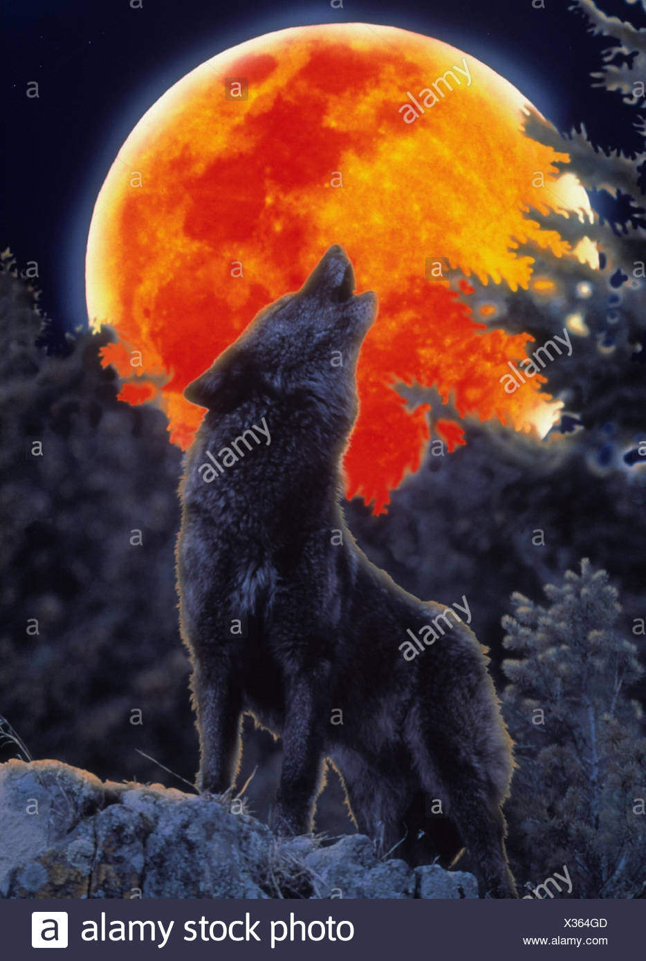 Holz Wolf Canis Lupus Heulen Vollmond M Tiere Wilde Tiere Rauber Saugetier Grauwolf Nacht Mond Stockfotografie Alamy
