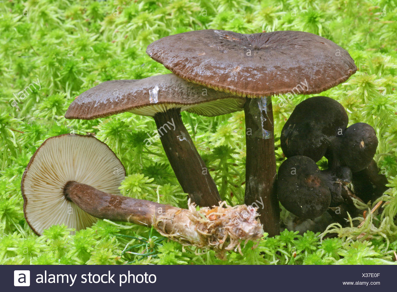 Mohrenkopf Milchling Stockfotos Und Bilder Kaufen Alamy Mohrenkopf Milchling Stockfotos Und Bilder Kaufen Alamy