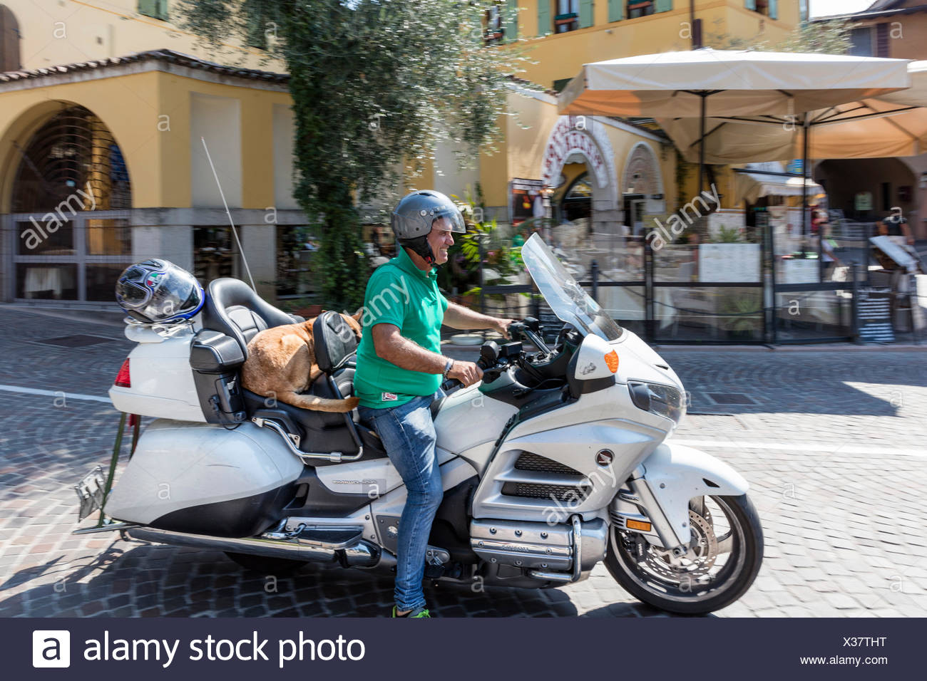 Hund Auf Motorrad, Liegend, Genüsslich, Gardone Riviera, Gardasee, Italien Stockfoto, Bild