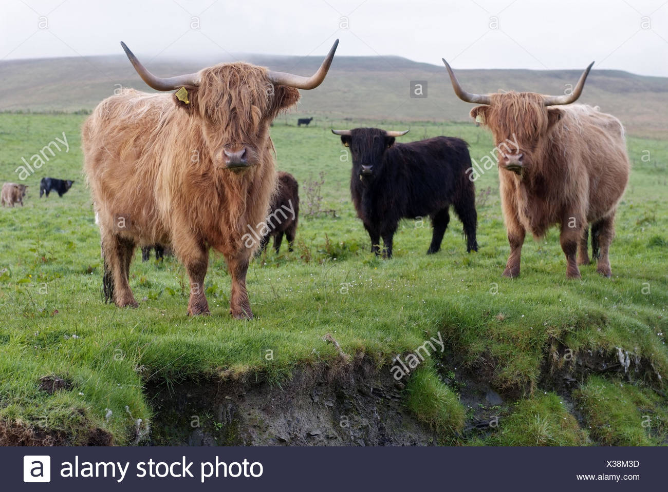 Cattle Orkney Islands Scotland Stockfotos und -bilder Kaufen - Alamy