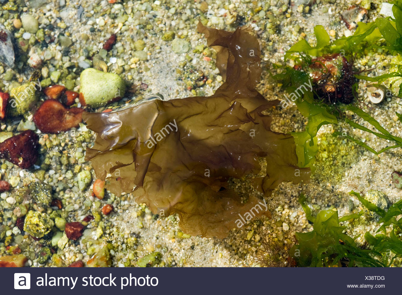 Nori Algen Laver Porphyra Tenera Stockfotografie Alamy