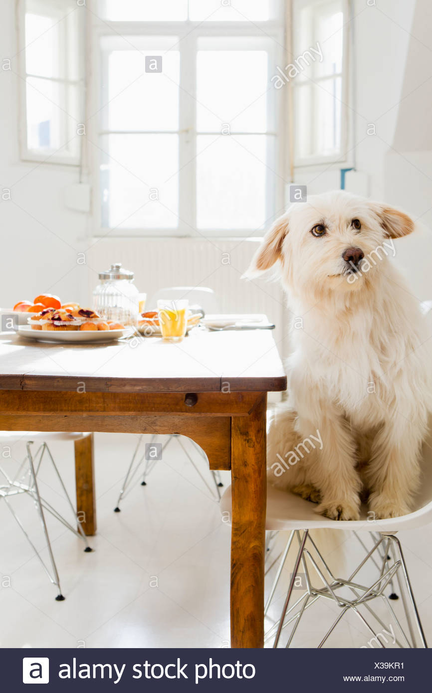 Hund am Tisch sitzen Stockfotografie Alamy Hund am Tisch sitzen Stockfotografie Alamy