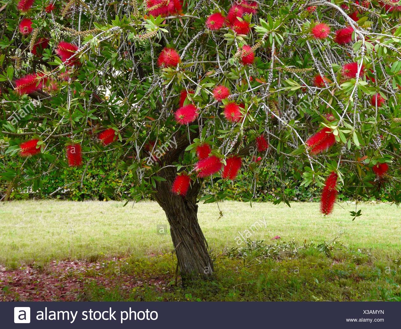 Dekorative Pflanze Carmine Blatt Baum Garten Grun Braun Braunlich