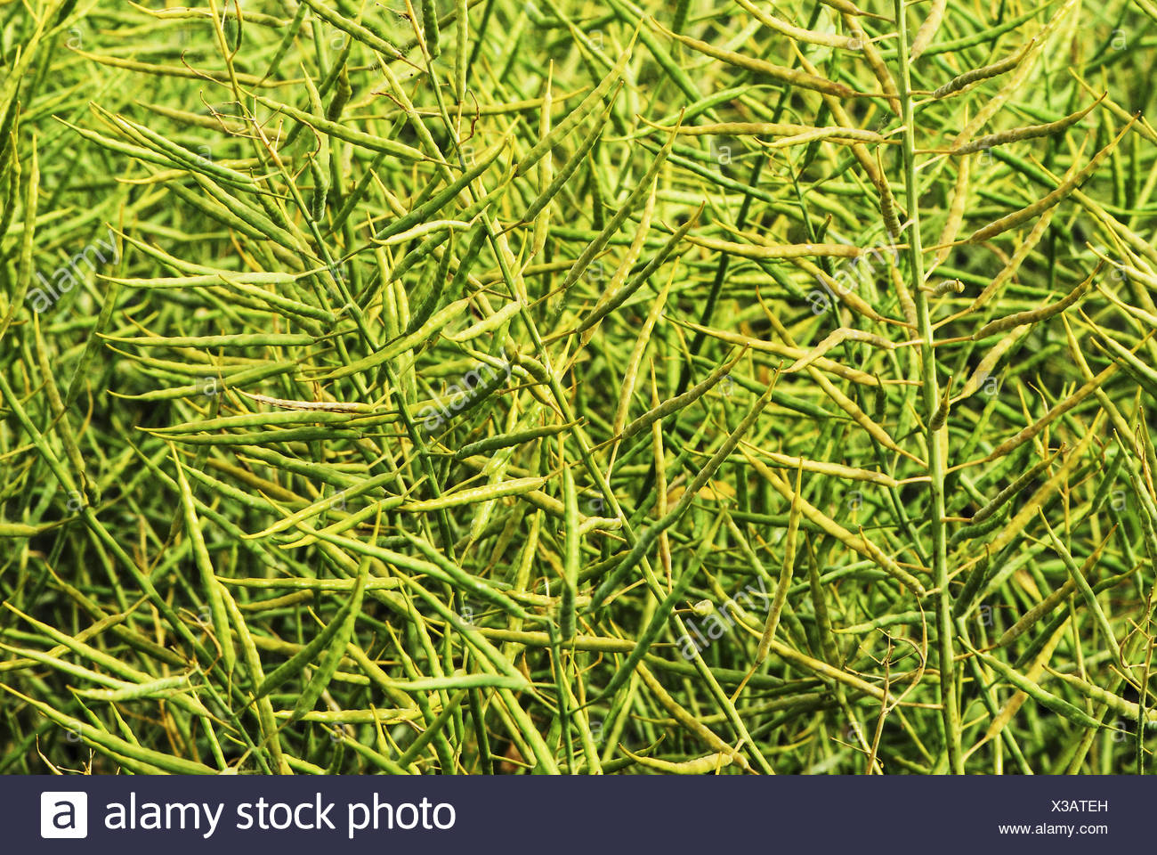Reif Raps Feld Vor Der Ernte Stockfoto Bild 277448601 Alamy