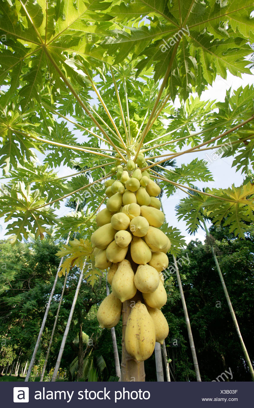 Papayas In The Tree Stockfotos Und Bilder Kaufen Alamy
