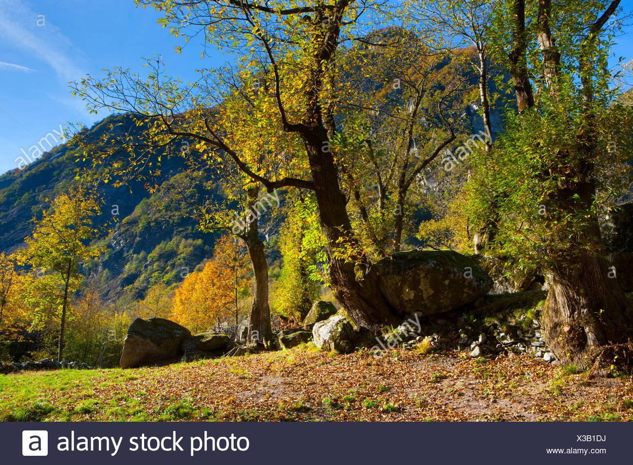 Bavona Tal Der Schweiz Europa Kanton Tessin Felsen Klippe Holz Wald Baume Laubbaume Kastanien Herbst Stockfotografie Alamy