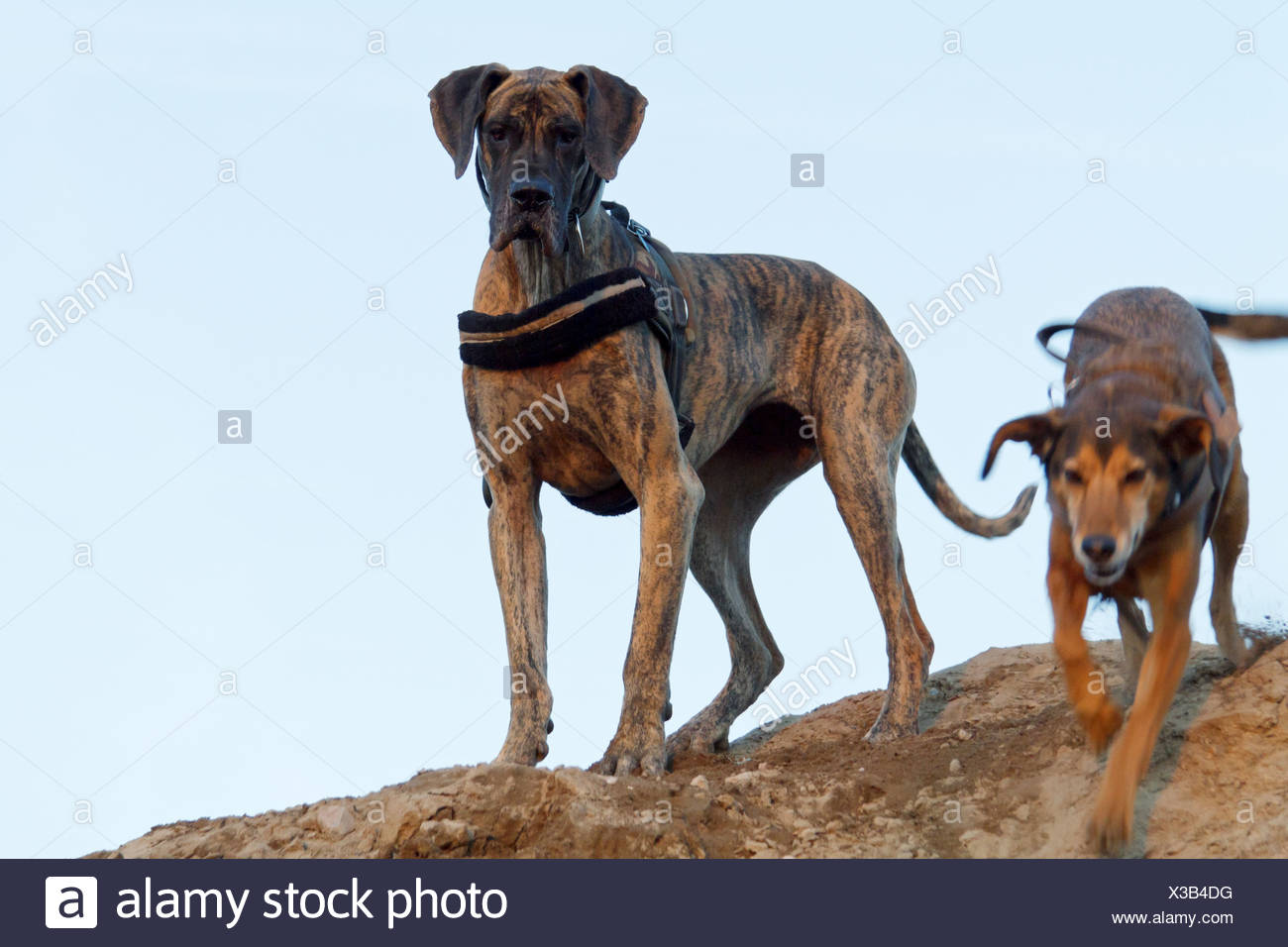 Mastiff Deutsche Dogge Mischung Stockfotos Und Bilder Kaufen Alamy