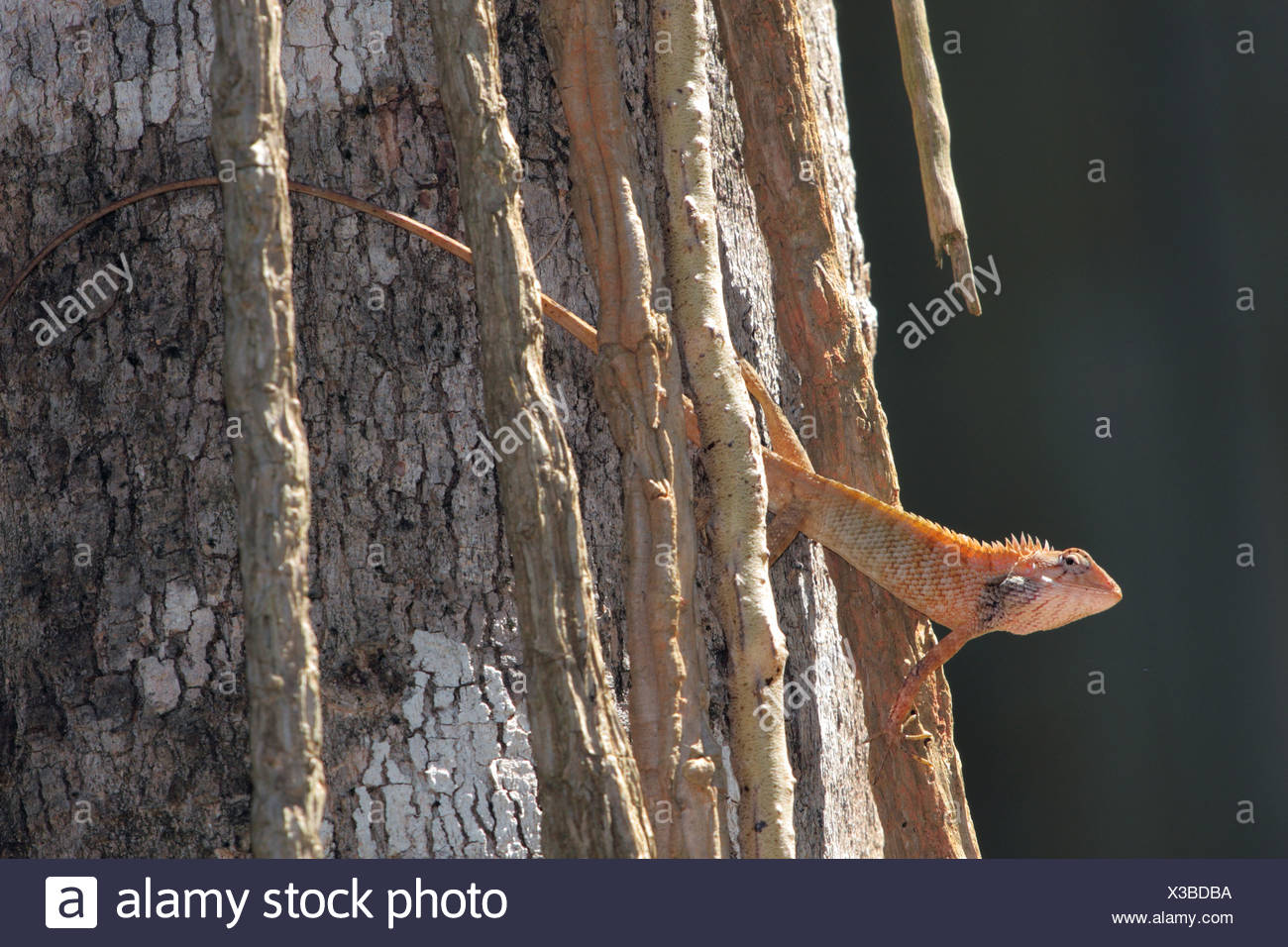 Gemeinsamen Blutsauger, indische Baum Eidechse, Garten Eidechse (Calotes versicolor), Hintergrundbeleuchtung bei einem Log, Thailand, Khao Lak-NP Stockfoto