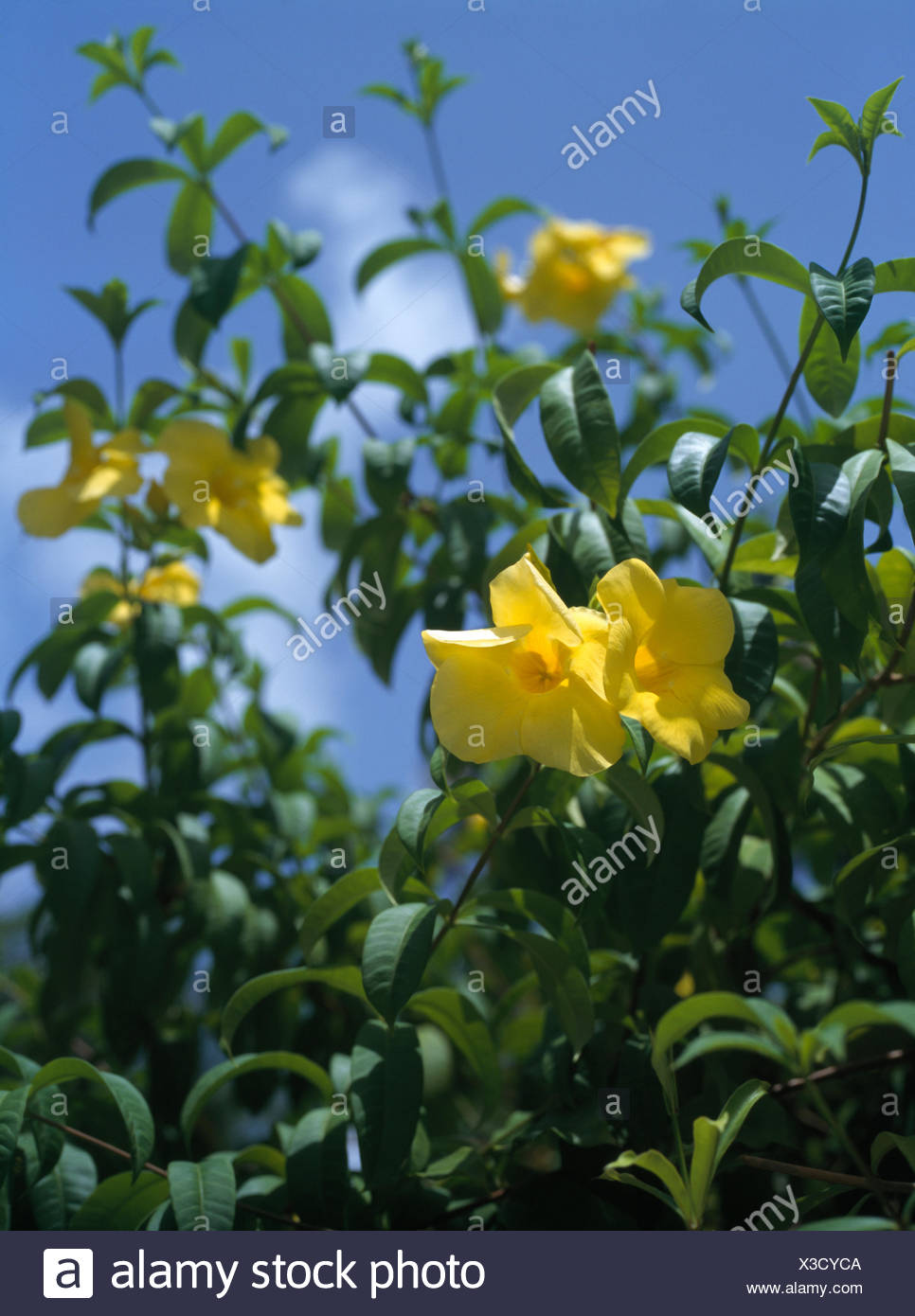 Tropische Staude Stockfotos und bilder Kaufen Alamy