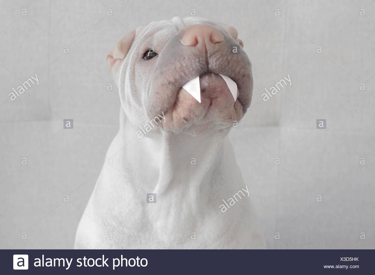 Vampire Fangs Stockfotos Und Bilder Kaufen Alamy