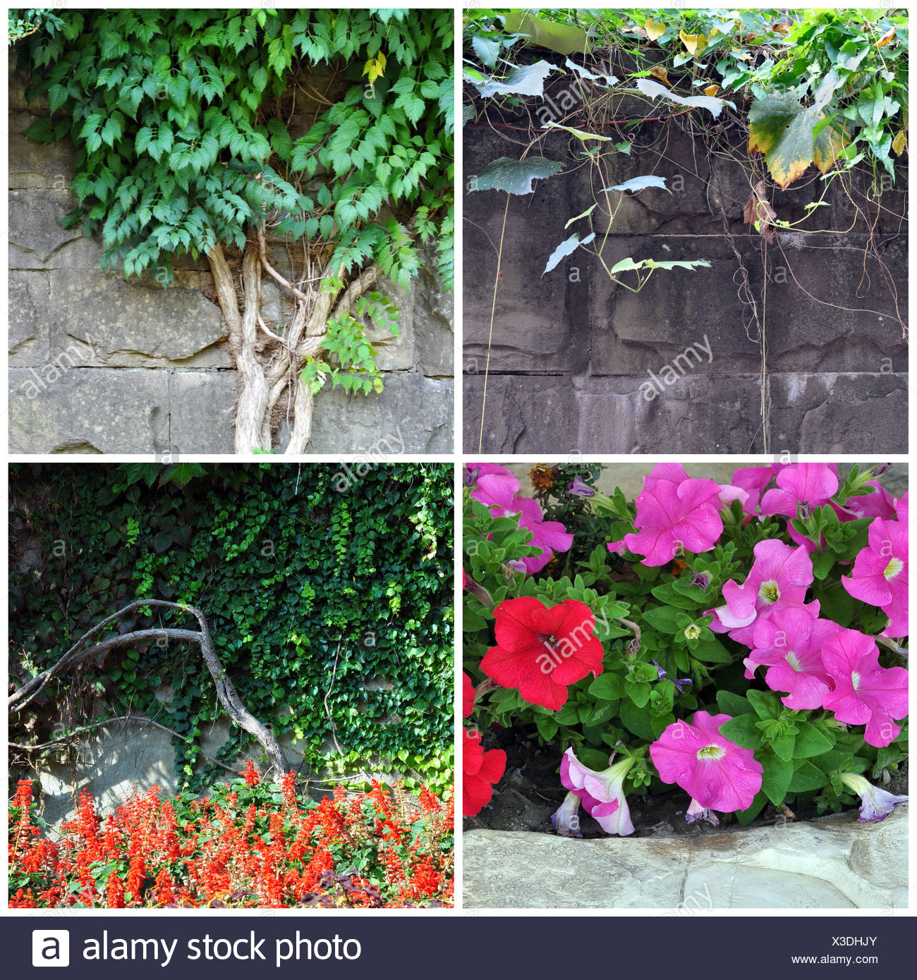 Steinmauer Und Pflanzen Stockfotografie Alamy