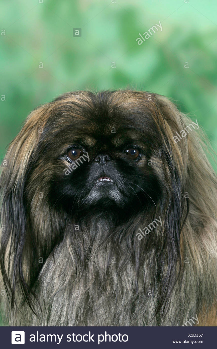 Pekinese Pekinese Stockfotografie Alamy