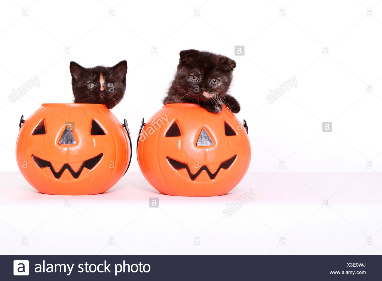 Scottish Fold Und Britisch Kurzhaar Zwei Kätzchen 6 Wochen