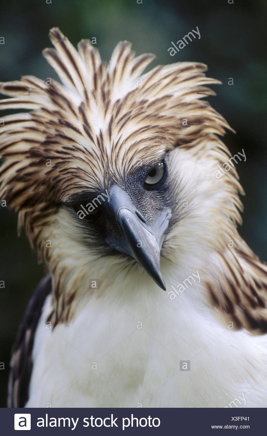 Philippinenadler Stockfotos & Philippinenadler Bilder - Alamy