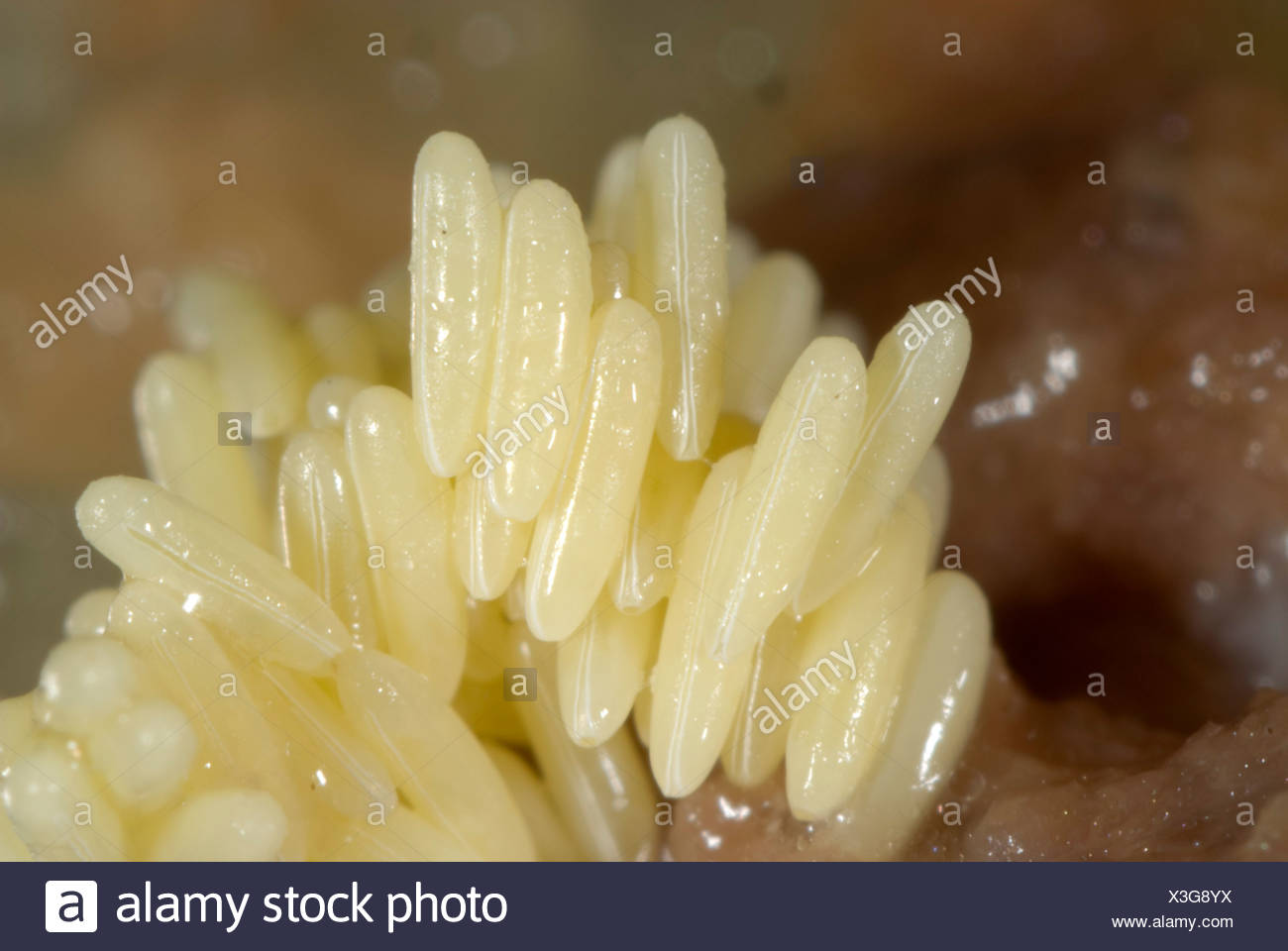Was Passiert Wenn Man Fliegeneier Isst Fliege Eier Stockfotos und -bilder Kaufen - Alamy