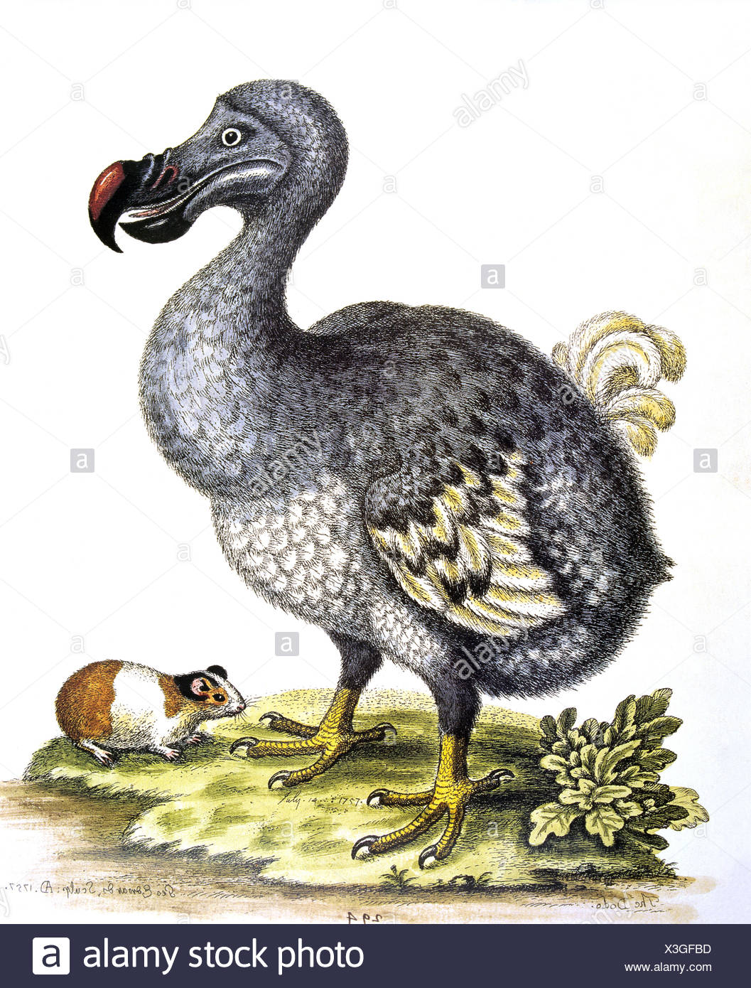 Dodo Vogel Raphus Cucullatus Ausgestorbene Vogel Stockfotografie Alamy