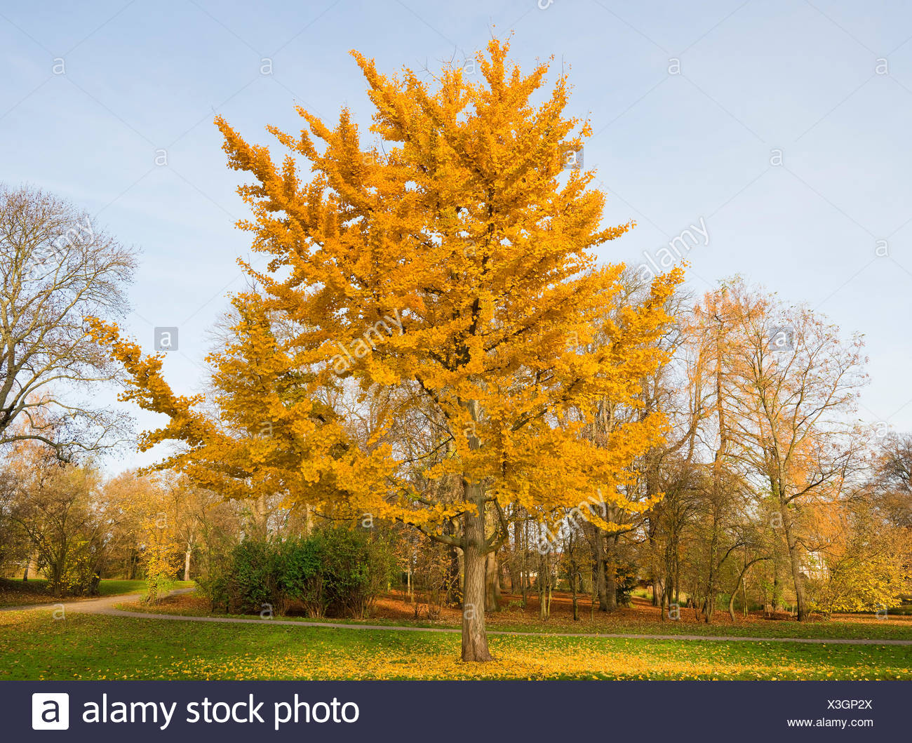 Ginkgo Baum Stockfotos Und Bilder Kaufen Alamy