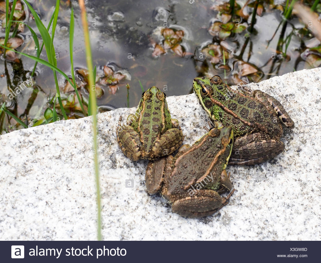 Grüne Kröten Stockfotos & Grüne Kröten Bilder Alamy