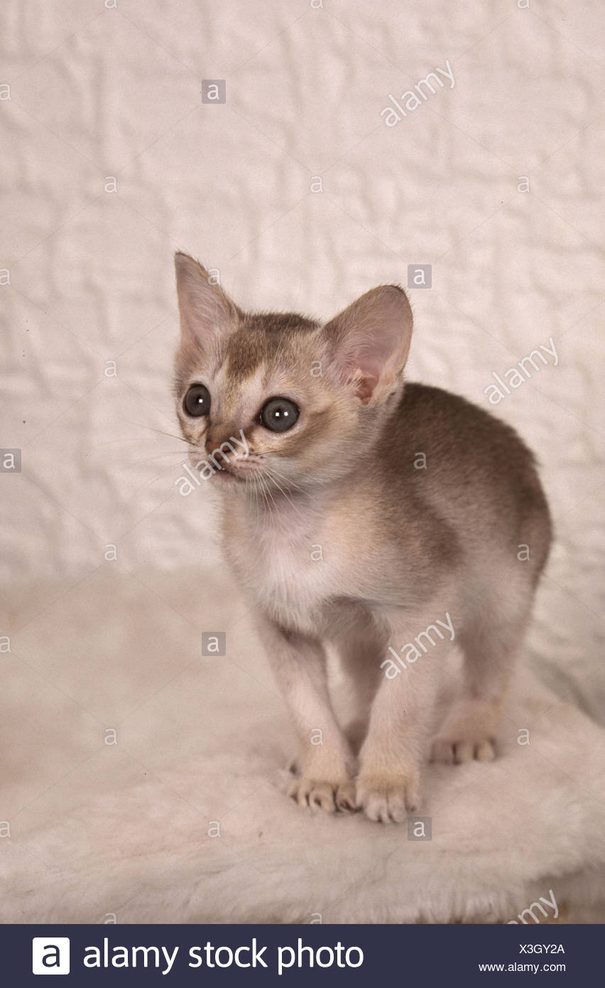 Singapura Katze Stockfoto Bild 277582322 Alamy