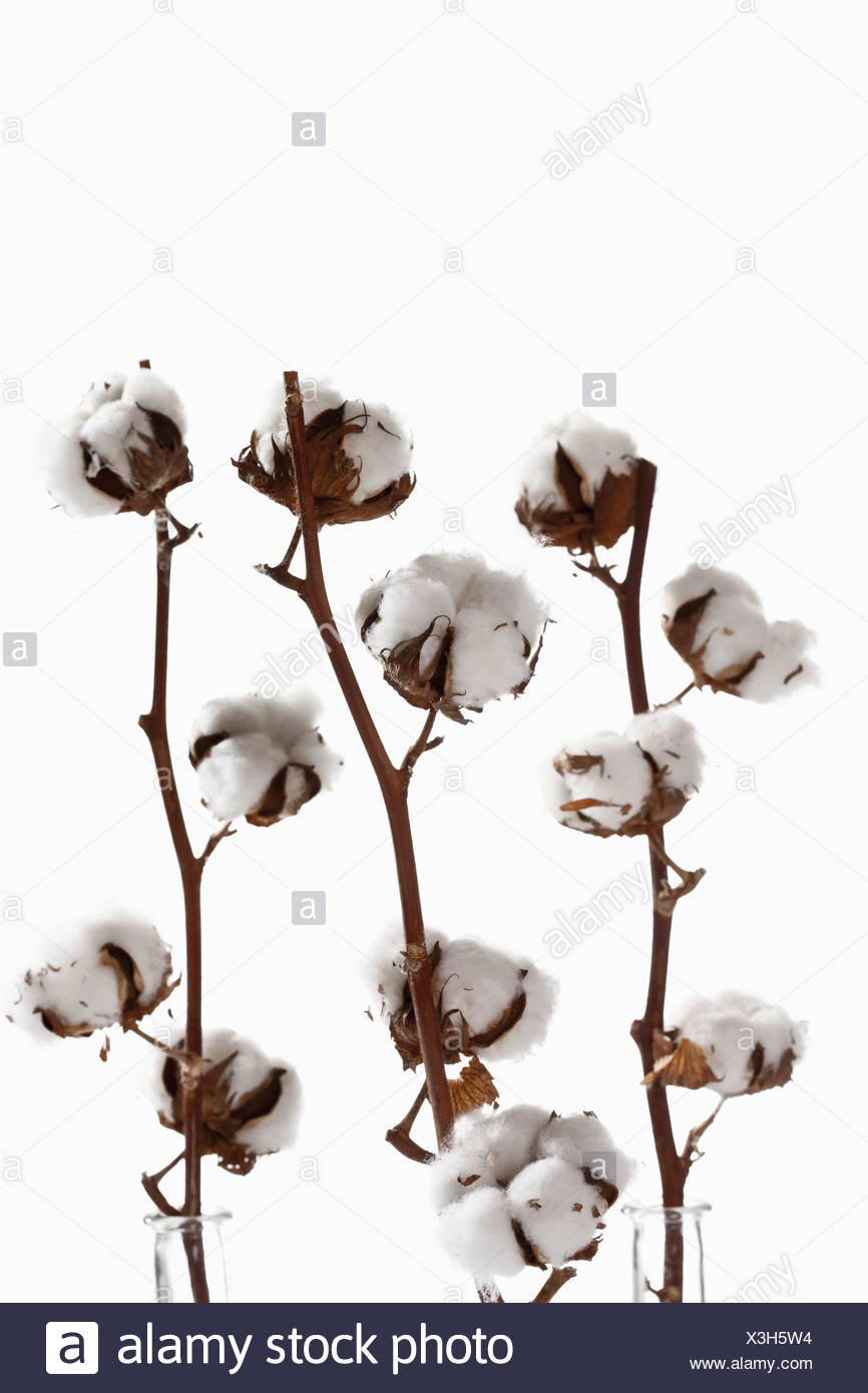 Baumwollpflanze Gossypium Nahaufnahme Stockfotografie Alamy