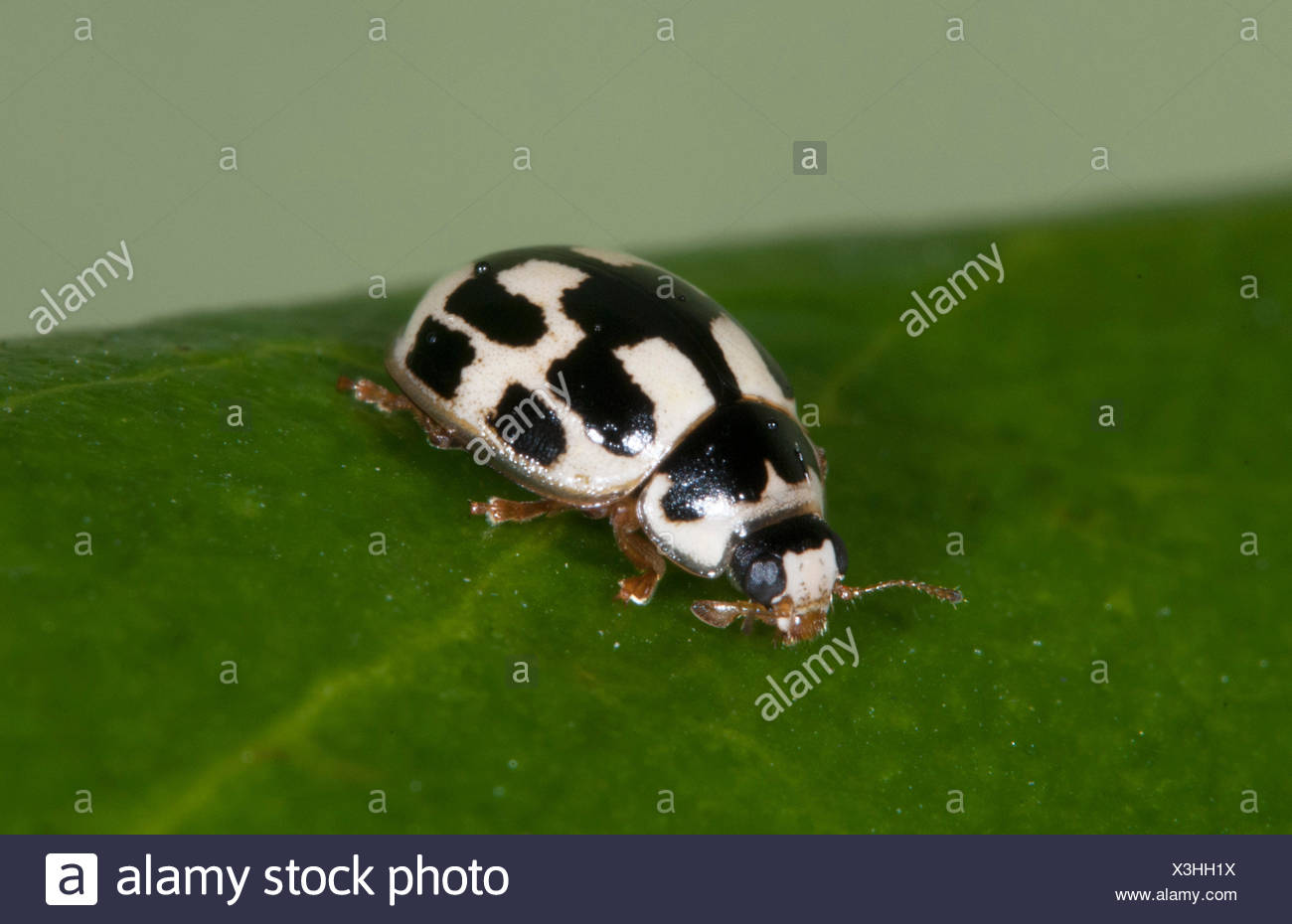 14 Marienkafer Propylea Quatuordecimpunctata Beschmutzt Uk Garten Schwarz Und Weiss Klein Makro Stockfotografie Alamy
