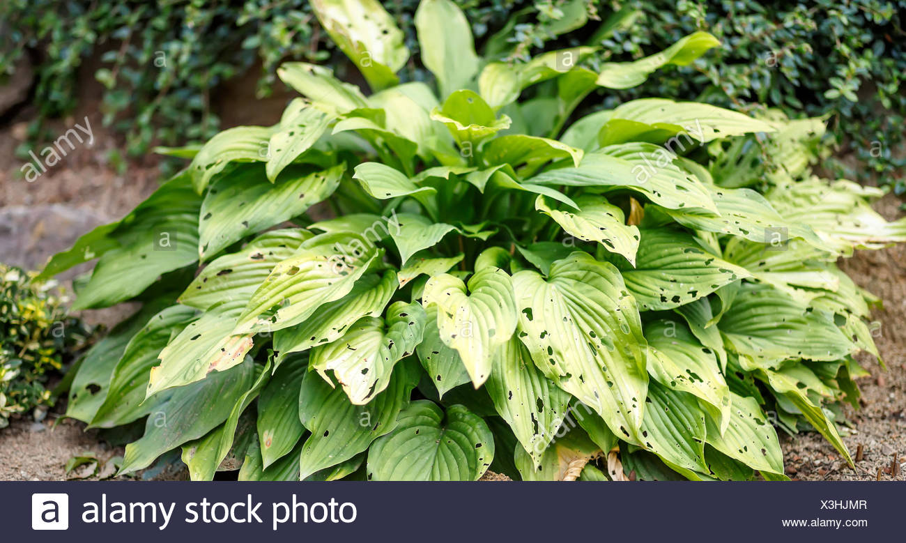 Schneckenvernichtung Stockfotos Schneckenvernichtung Bilder Alamy