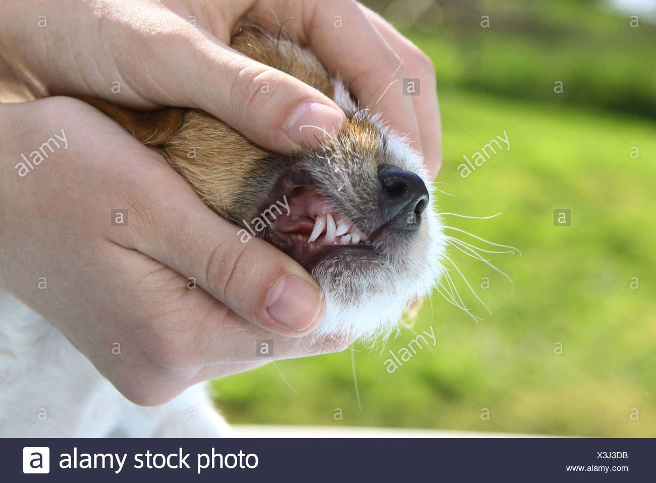 Jack Russell Terrier Hund Überprüfung Zähnen eines Welpen Jack Russell Terrier Hund Überprüfung Zähnen eines Welpen