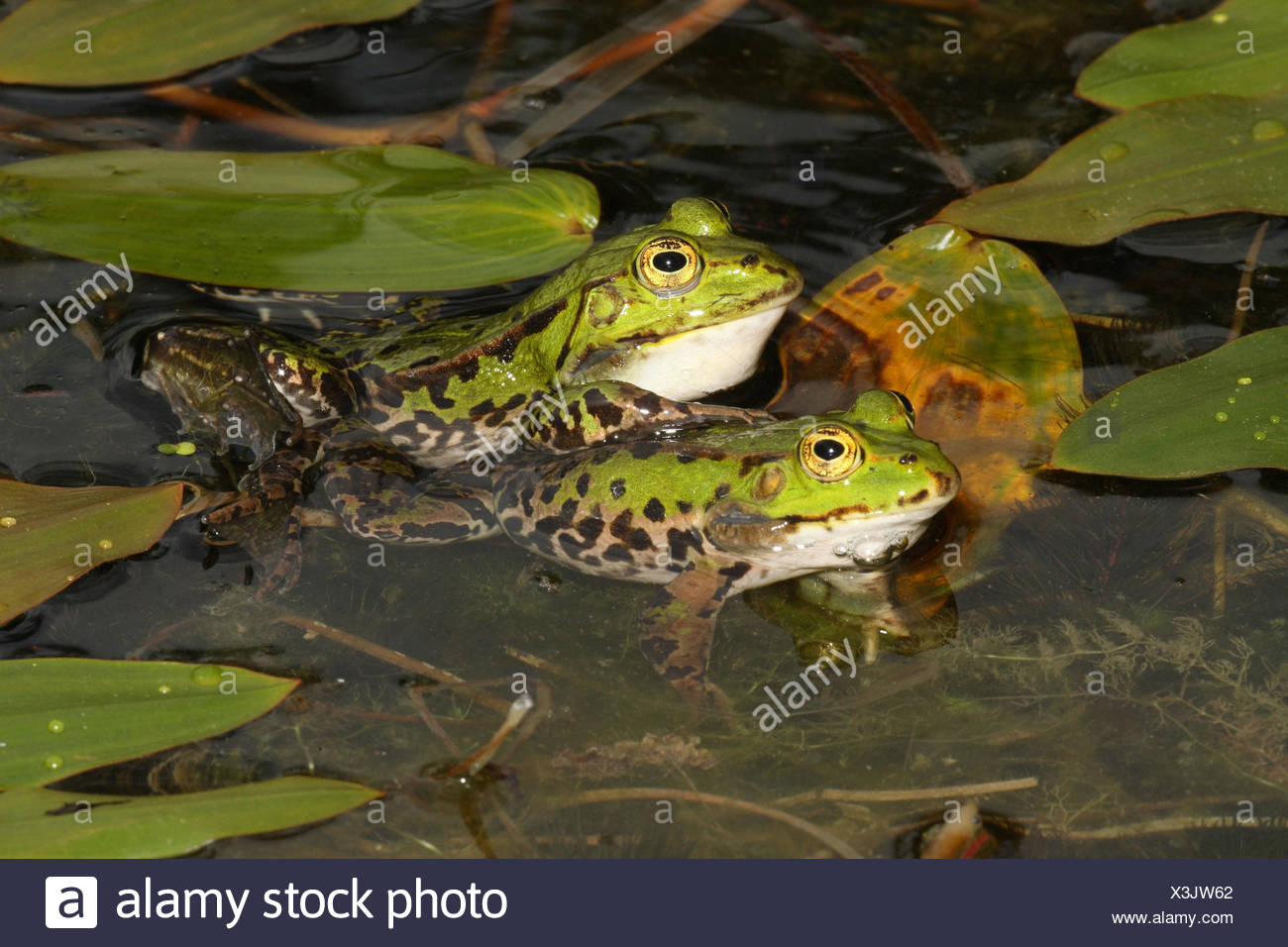 Echte Frösche Stockfotos & Echte Frösche Bilder Alamy