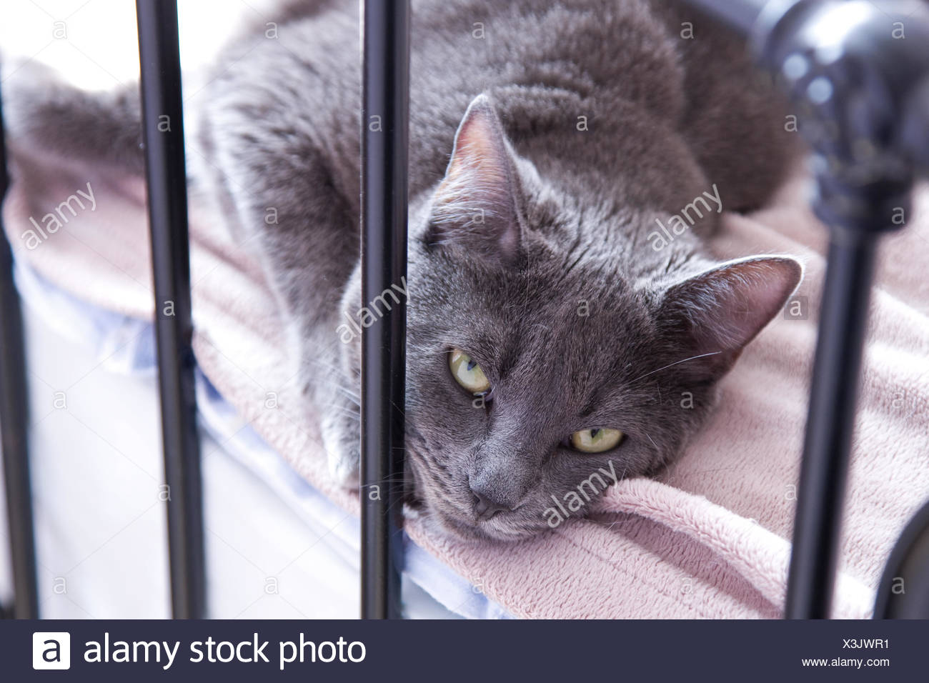 Katze Baby Kätzchen Mit Bett Stockfoto Bild 277625237 Alamy