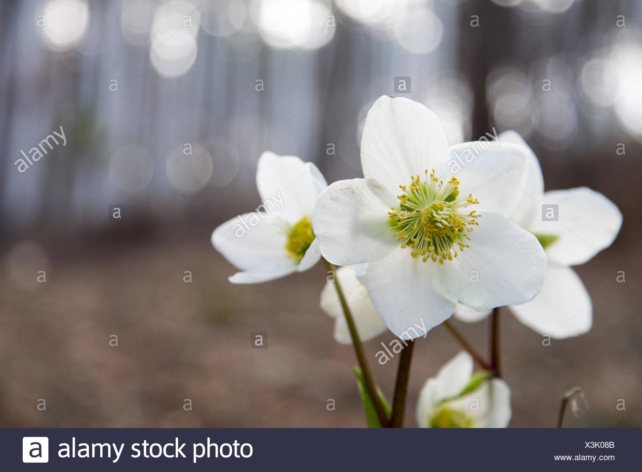 Schwarze Nieswurz Stockfotografie Alamy