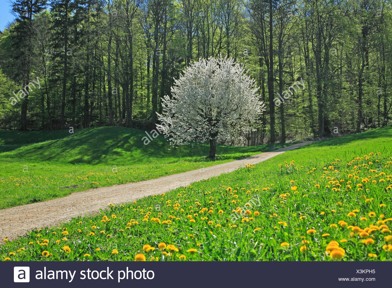 Schweiz Kanton Basel Landschaft Reigoldswil Feldweg Rand Wald Baume Wiese Zeitraum Bluhen Europa Basel Land Landschaft Landlich Landwirtschaft Nutzliche Pflanzen Baume Sonnig Verlassenen Weg Blute Lowenzahn Lowenzahn Wiese