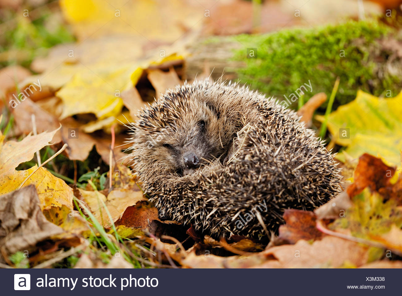 Igel Im Herbst Stockfotos und bilder Kaufen Alamy
