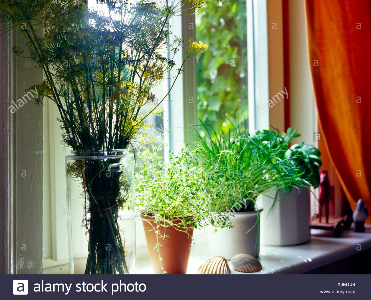 Kräuter für die Küche auf der Fensterbank Stockfotografie - Alamy Kräuter für die Küche auf der Fensterbank Stockfotografie - Alamy