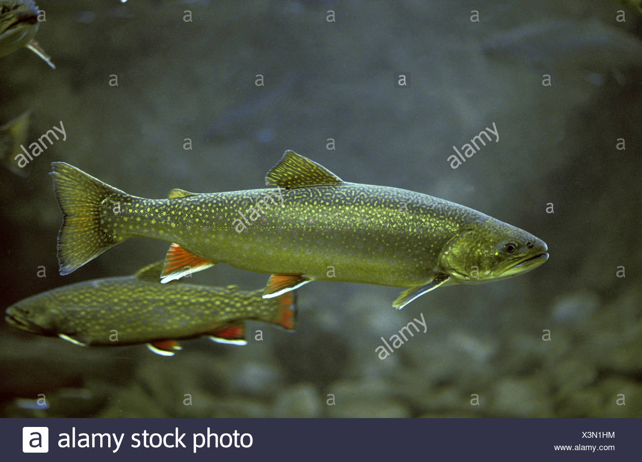 Arktischer Saibling Stockfotos und -bilder Kaufen - Alamy