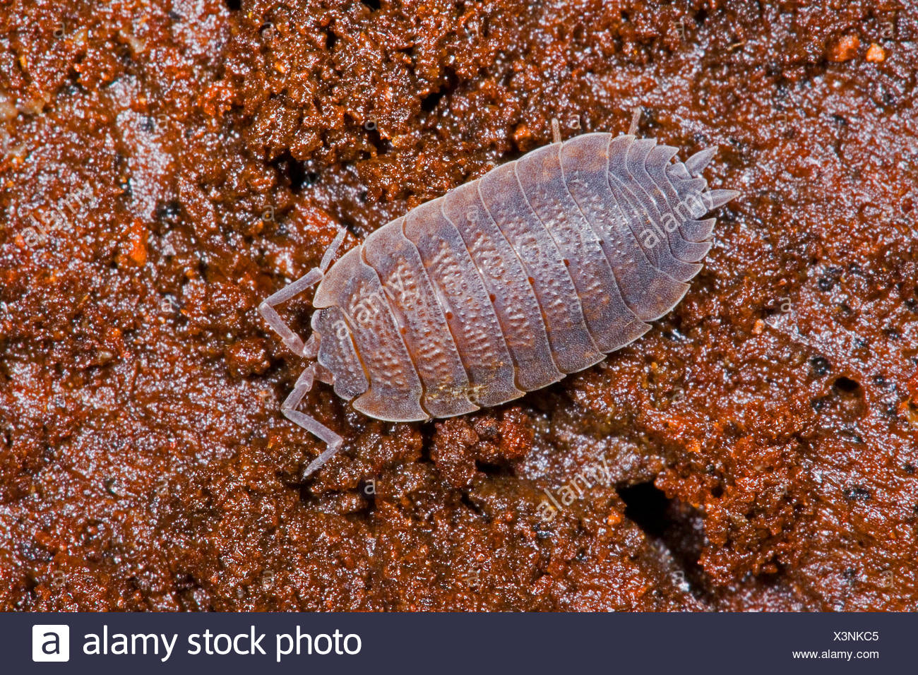 Gemeinsamen Grobe Assel Garten Assel Slater Schuppig Sau Bug Porcellio Sie Draufsicht Deutschland Stockfotografie Alamy