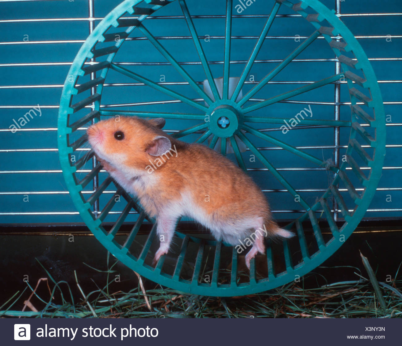 Golden Hamster Running Wheel Stockfotos und -bilder Kaufen - Alamy