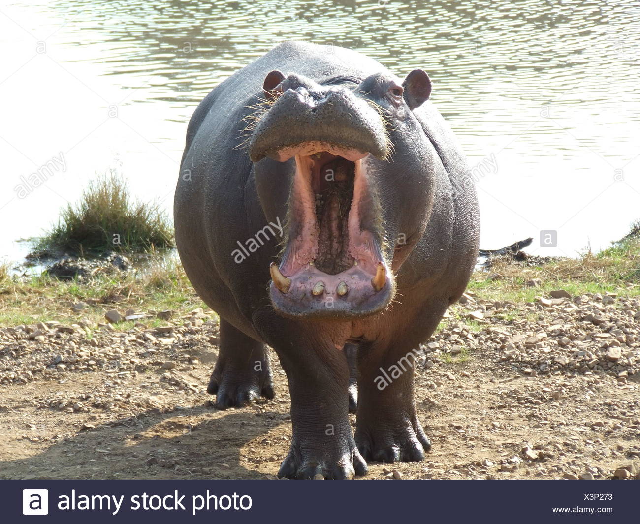 Tierische Wilde Kuh Nilpferd Hippo Fettes Schwein Gefahrliche Tier Saugetier Zahne Afrika Stockfotografie Alamy